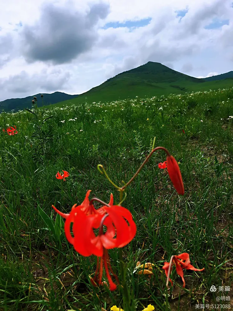 火红的萨日朗花